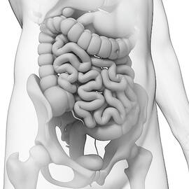 Human Small Intestine