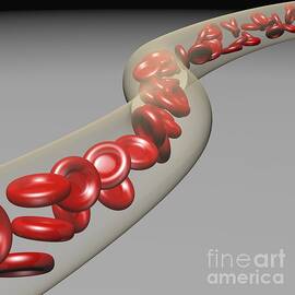 Red Blood Cells, Artwork