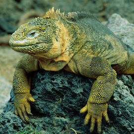 South America, Ecuador, Galapagos by Jaynes Gallery
