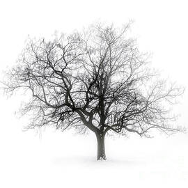 Lone winter tree in fog by Elena Elisseeva