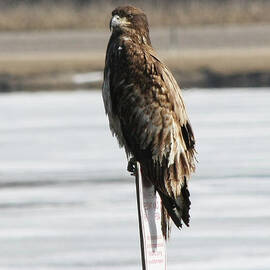 Bald eagle by Lori Tordsen