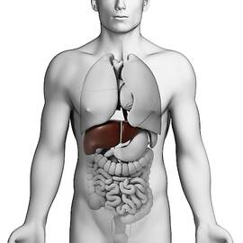 Human Liver