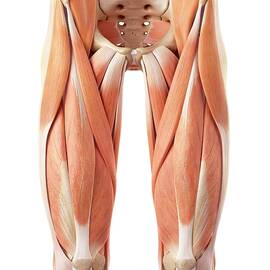 Human Muscles Of Leg
