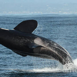 Large Male Biggs Transients type Killer Whales in Monterey Bay  by Monterey County Historical Society