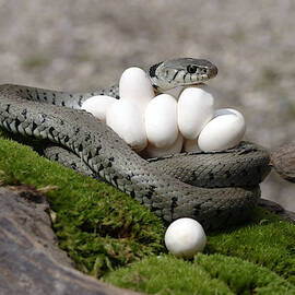 Grass Snake With Eggs by M. Watson