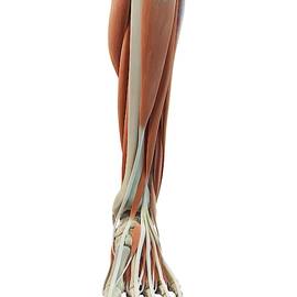 Leg And Foot Muscles
