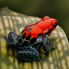 Red poison dart frog by Dirk Ercken