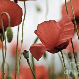 Red Poppy Flowers by Nailia Schwarz