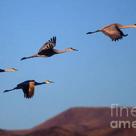 Sandhill cranes by Steven Ralser