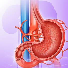 Stomach And Small Intestine