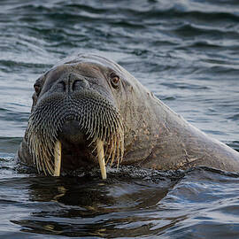 Norway, Svalbard by Jaynes Gallery