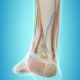 Human Foot Anatomy