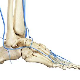 Human Foot Anatomy