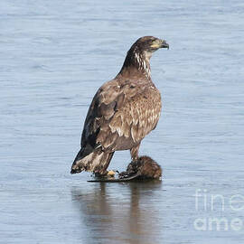 Bald eagle by Lori Tordsen