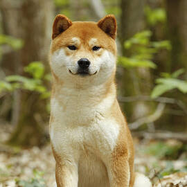 Shiba Inu Dog by Jean-Michel Labat
