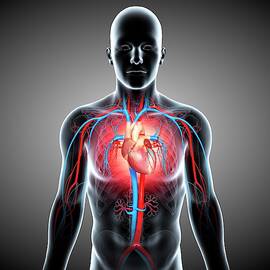 Male Cardiovascular System