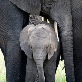 African Elephant Loxodonta Africana by Panoramic Images