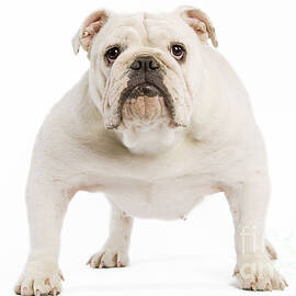 English Bulldog by Jean-Michel Labat