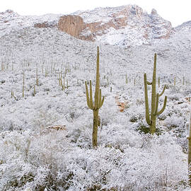 Rare Desert Snow On Saguaro Cactus by CRAIG K. LORENZ