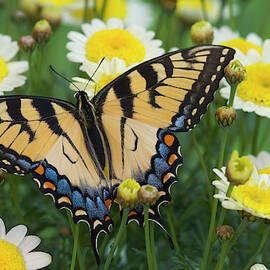 Eastern Tiger Swallowtail Papilio by Darrell Gulin