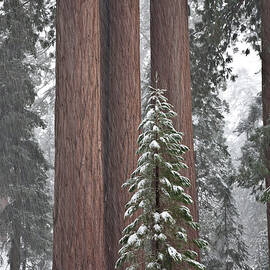 Giant Sequoias by Gregory G. Dimijian, M.D.