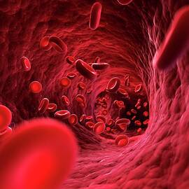 Human Red Blood Cells