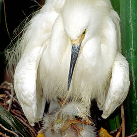 Snowy Egrets by Millard H. Sharp