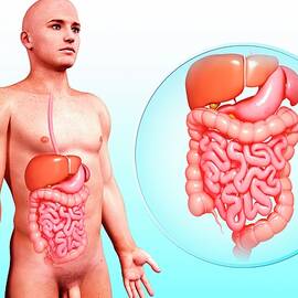 Human Digestive System