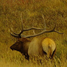 A big Bull Elk by Jeff Swan