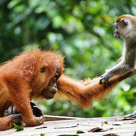 A Child Sumatran Orangutan Pongo Abelii by Ryan Deboodt