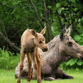 A Cow Moose  Alces Alces  Relaxes by Doug Lindstrand