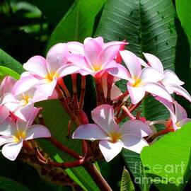 A Crown of Plumeria by Mary Deal