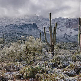 A Desert Winter Wonderland  by Saija  Lehtonen