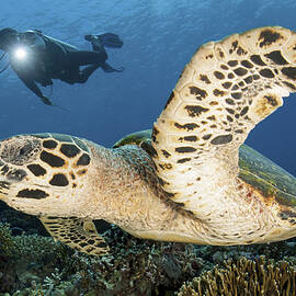 A Diver Swims Alongside A Hawksbill Sea by Steve Jones