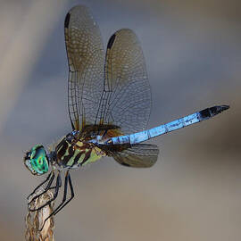 A Dragonfly IV