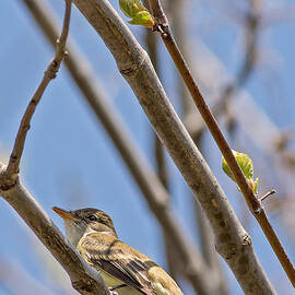 A Flycatcher in Madison Wisconsin by Natural Focal Point Photography