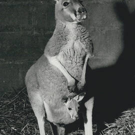 A HAPPY EVENT FOR THE SEX KANGAROO'... BABY NAMED 'NICH0LAS' - AFTER THE BRACT OFFSPRING. by Retro Images Archive