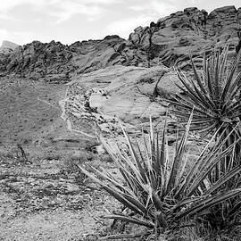A Hiking Trail Through The Calico Hills by Jen Judge
