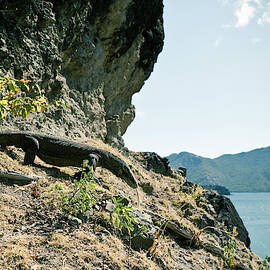 A Komodo Walking Down The Slope by Jen Judge