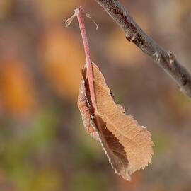A Leaf Hanging on a Web Thread by Alexander Fedin