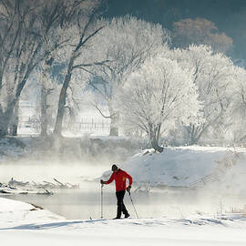 A Man Cross Country Skiing Near Frosted by Kennan Harvey
