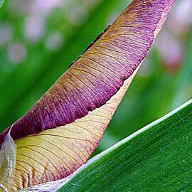 Iris Metamorphosis Of Spring Equinox In New Orleans Louisiana