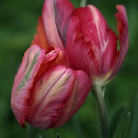 A Pair of Tulips in the Rain by Rona Black