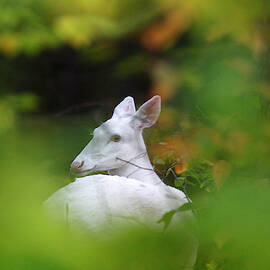 A Rare White Deer Is Seen In A Wooded by Jeffrey Phelps