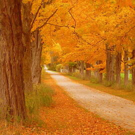 A Romantic Country Walk In The Fall
