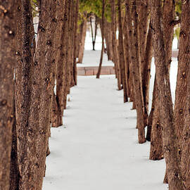 A Row Of Trees Outside In The Snow by Adam Hester