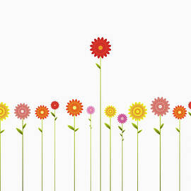 A Row Of Various Colored Gerbera by Jutta Kuss
