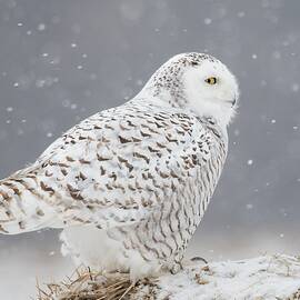 A Side Portrait Of Snowy Owl by Ming H Yao