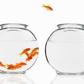 A Single Goldfish Leaping From A by Mint Images - David Arky