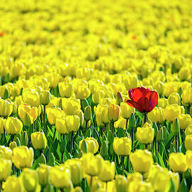 A Single Red Tulip Flower In A Field by Jason Langley